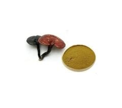 Reishi Mantarı Ekstrakt Toz 15:1 250 GR