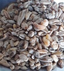 Salep Tane
