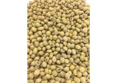 Soya Fasulyesi