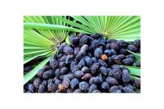 Cüce Palmiye Kurusu-saw Palmetto Meyvesi