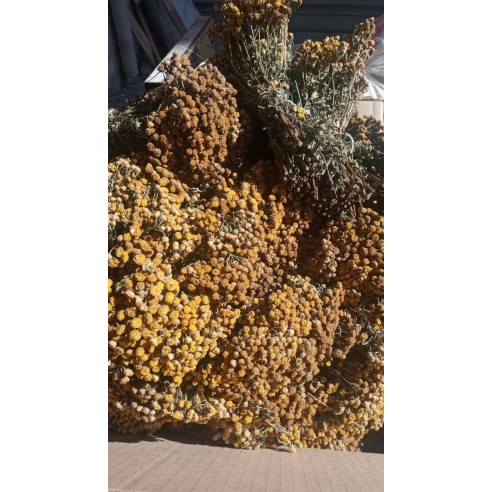 Solucan Otu Demet-tanacetum Vulgare