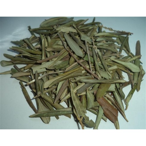 Zeytin Yaprağı