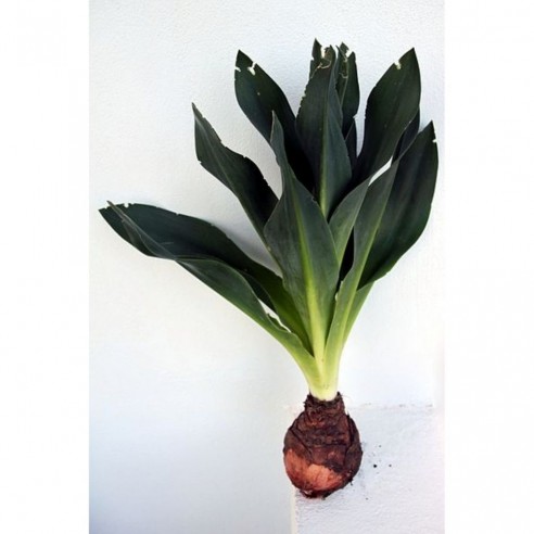 Ada Soğanı 500 Gr Ada Soğanı 500 Gr