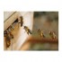 Arı Poleni Polen Gerçek Saf Yeni Mahsül 1000 Gram