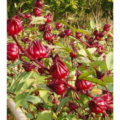 Hibiskus 500 Gr