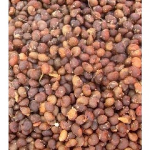 Kapari Kurusu 1 Kg Kapari Kurusu 1 Kg