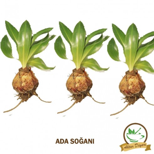Ada Soğanı 500 Gr Ada Soğanı 500 Gr