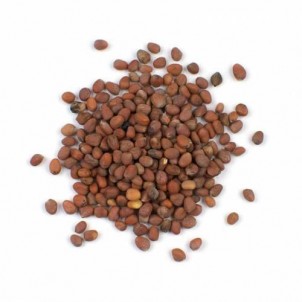 Turp Tohumu Kırmızı Turp Tohumu Kırmızı
