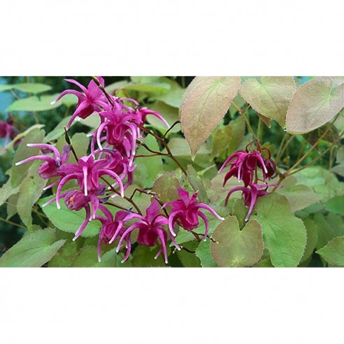 AzgınTeke Otu Macunu 225Gr ERKEK AzgınTeke Otu Macunu 225Gr ERKEK