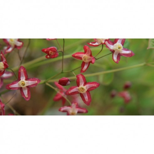 AzgınTeke Otu Macunu 225Gr ERKEK AzgınTeke Otu Macunu 225Gr ERKEK